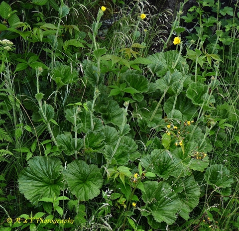 {Geum radiatum}